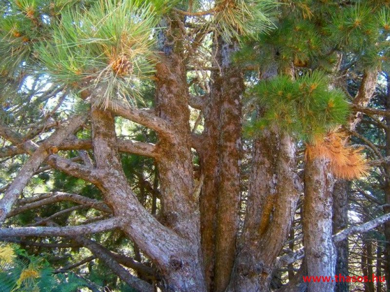 Az öreg falu, a vén platán és a folyók meséje